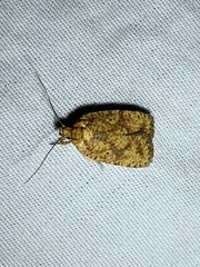 Agonopterix robiniella