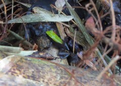 Mantella laevigata