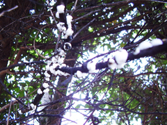 Ceroplastes destructor