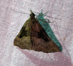 Hypena edictalis