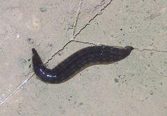 Hirudo nipponia