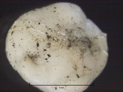 Ceroplastes destructor