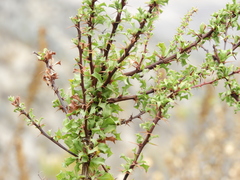 Berberis glomerata