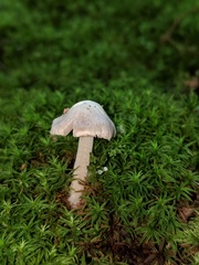 Inocybe albodisca