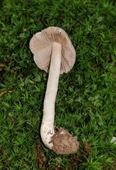 Inocybe albodisca