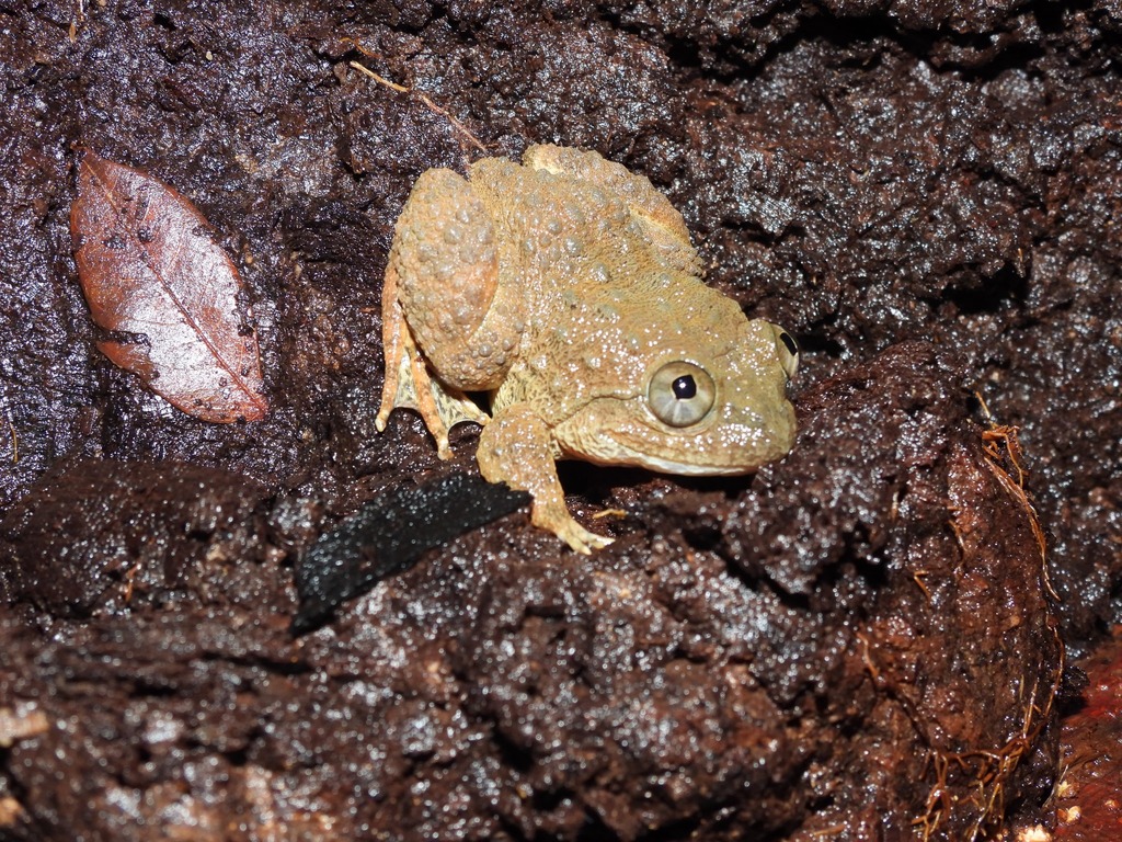 Bangkong kalimantan (Limnonectes asperatus)