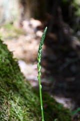 Platanthera transversa