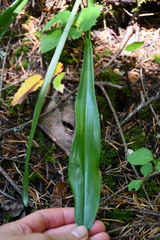 Platanthera transversa