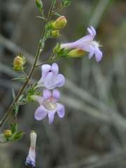 Penstemon triphyllus