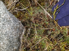 Actinotus novae-zelandiae