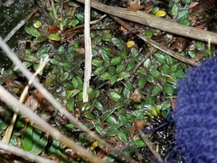 Actinotus novae-zelandiae