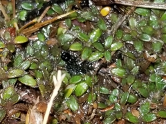 Actinotus novae-zelandiae