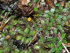 Actinotus novae-zelandiae