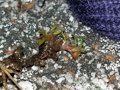 Actinotus novae-zelandiae