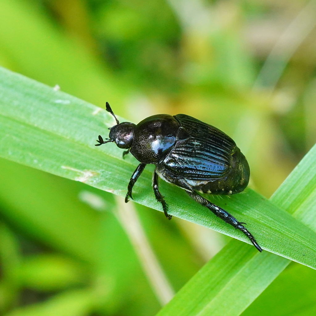Popillia livida