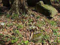 Hepatica acutiloba
