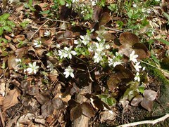 Hepatica acutiloba