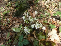 Hepatica acutiloba