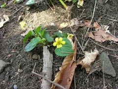 Viola rotundifolia