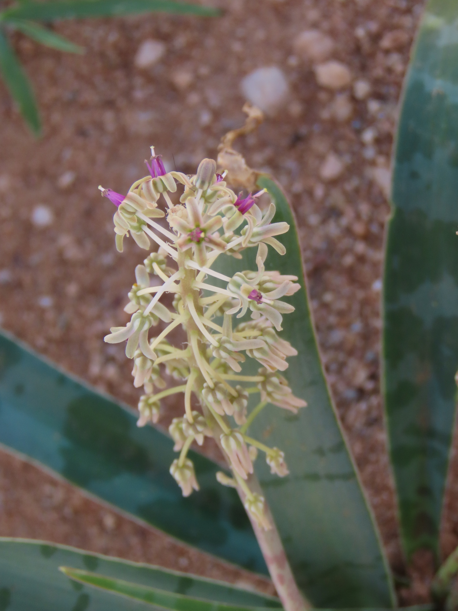 Desert African Hyacinth (Ledebouria apertiflora)