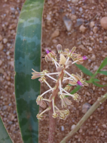 Image of Ledebouria apertiflora by no rights reserved
