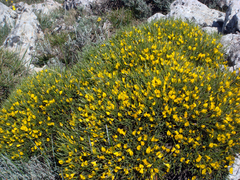 Genista cadasonensis