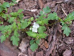 Phacelia fimbriata