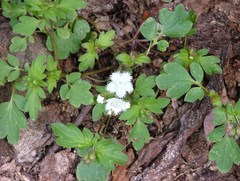 Phacelia fimbriata