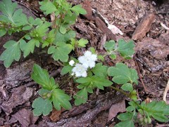 Phacelia fimbriata