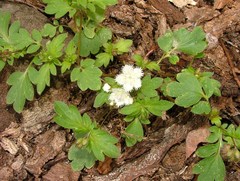 Phacelia fimbriata