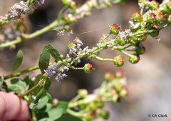 Ceanothus parvifolius
