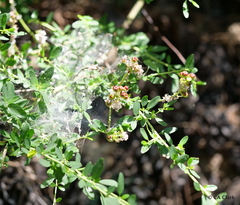 Ceanothus parvifolius