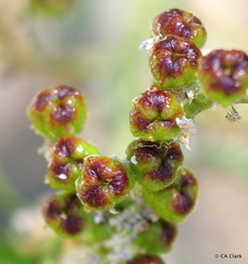 Ceanothus parvifolius