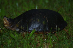 Kinosternon leucostomum