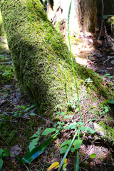 Platanthera transversa