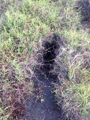 Oryctolagus cuniculus cuniculus