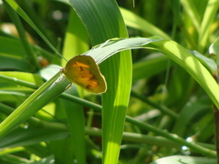Pyrisitia lisa centralis