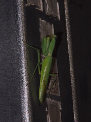 Hierodula patellifera