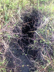 Oryctolagus cuniculus cuniculus