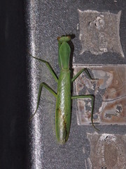 Hierodula patellifera