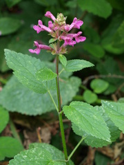 Stachys chamissonis cooleyae