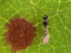 Diapriinae