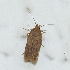 Bryotropha terrella
