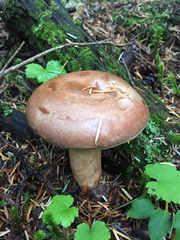 Lactarius trivialis