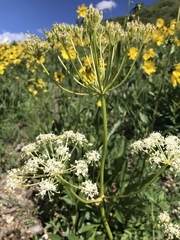 Ligusticum porteri
