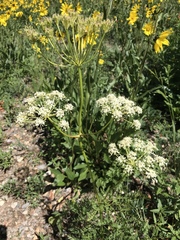 Ligusticum porteri
