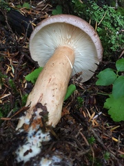 Lactarius trivialis