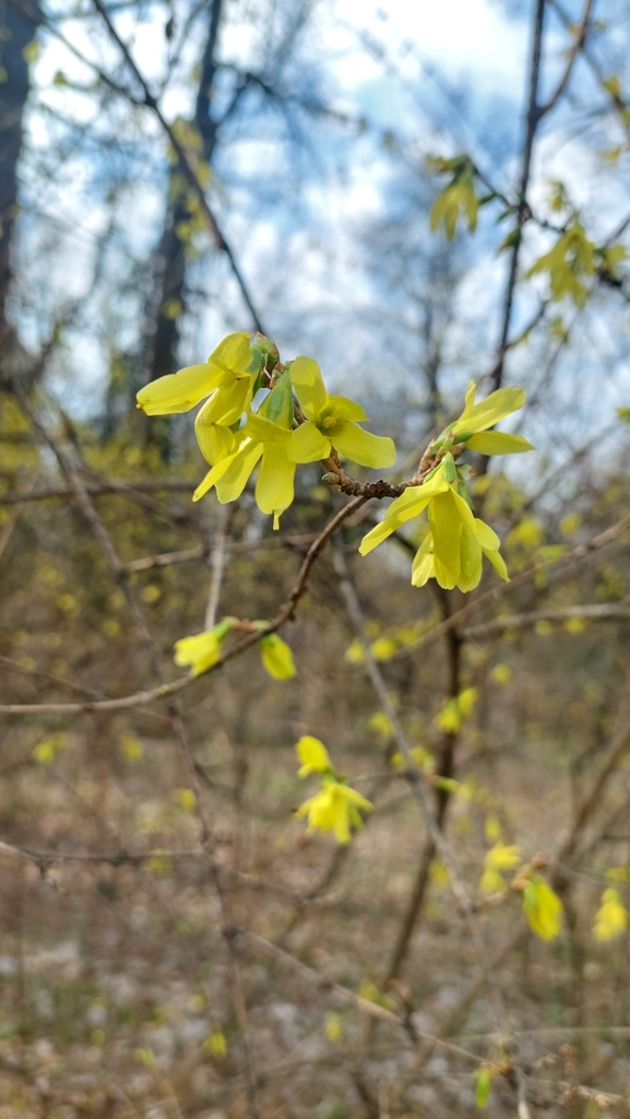 Forsythia europaea