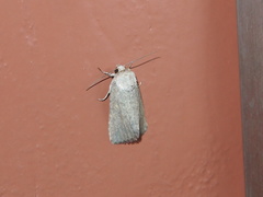 Spodoptera pecten