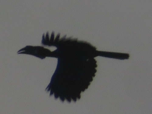 Black-casqued Hornbill